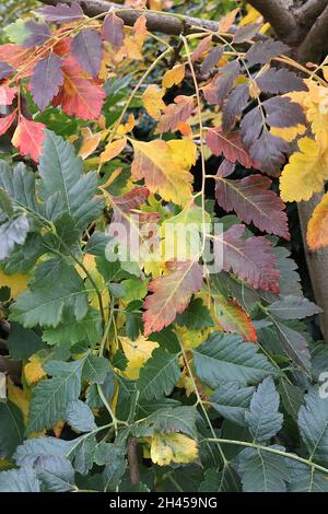 Koelreuteria paniculata Stolz Indiens – gelb, grün, orange, rot und burgunderrot, zinnig geteilte Blätter, Oktober, England, Großbritannien Stockfoto