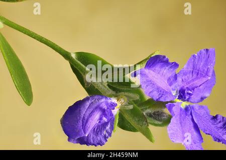 Makroansicht von isolierten Dampiera-Blüten und Laub auf dem Stamm Stockfoto
