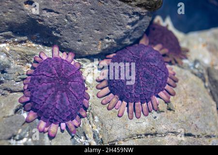 Helmurchine, Colobocentrotus atratus, werden auch als Schindelurchine und gepanzerte Seeigel, Hawaii, bezeichnet. Sie befinden sich an einer glatten felsigen Küste Stockfoto