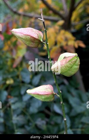 Koelreuteria paniculata Stolz Indiens – große aufgeblasene hellgrüne und rote Samenkapseln, zinnig geteilte Blätter, Oktober, England, Großbritannien Stockfoto