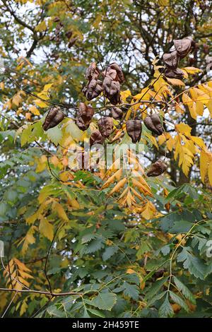 Koelreuteria paniculata Stolz Indiens – große aufgeblasene dunkelbraune Samenkapseln, gelbe und dunkelgrüne Blätter, Oktober, England, Großbritannien Stockfoto