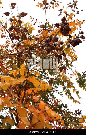 Koelreuteria paniculata Stolz Indiens – große aufgeblasene dunkelbraune Samenkapseln, gelbe und dunkelgrüne Blätter, Oktober, England, Großbritannien Stockfoto