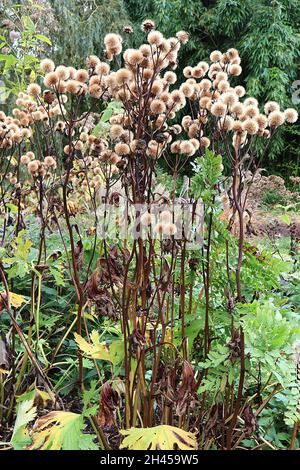 Ligularia dentata ‘Desdemona’ Sommerragwort Desdemona – seidig kugelförmige Samenköpfe auf hohen braunen Stielen, Oktober, England, Großbritannien Stockfoto