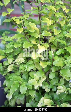 Ligustrum sinense ‘Sunshine’ Chinese privet Sunshine – kleine, eiförmige, gelbgrüne, glänzende Blätter mit welligen Rändern, Oktober, England, Großbritannien Stockfoto