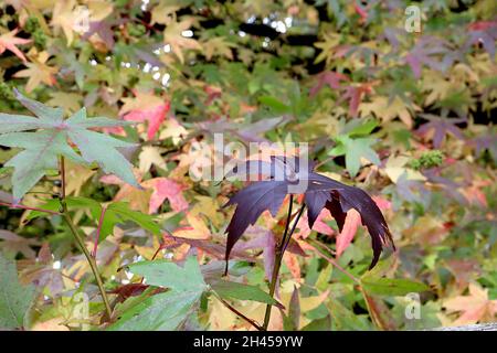 Liquidambar styraciflua sweet gum – mehrfarbige ahornähnliche Blätter, Oktober, England, Großbritannien Stockfoto