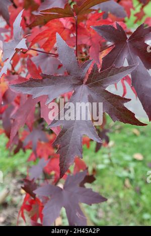 Liquidambar styraciflua ‘Worplesdon’ süßer Kaugummi Worplesdon – gelappte Lappen aus roten, dunkelbronzegrünen und violetten Blättern, Oktober, England, Großbritannien Stockfoto