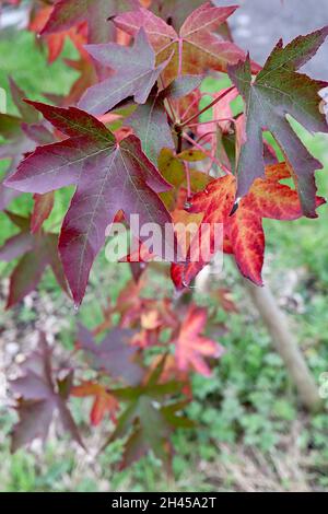 Liquidambar styraciflua ‘Worplesdon’ süßer Kaugummi Worplesdon – gelappte Lappen aus roten, dunkelbronzegrünen und violetten Blättern, Oktober, England, Großbritannien Stockfoto