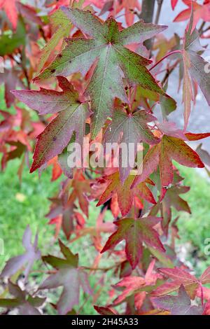 Liquidambar styraciflua ‘Worplesdon’ süßer Kaugummi Worplesdon – gelappte Lappen aus roten, dunkelbronzegrünen und violetten Blättern, Oktober, England, Großbritannien Stockfoto