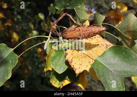 Liriodendron tulipifera Tulpenbaum – raketenförmiger hellbrauner Samenkegel und zweidimensionale Tulpenförmige gelbe, braune und frische grüne Blätter auf hängenden Zweigen Stockfoto