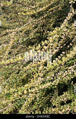 Lonicera nitida 'Baggesen's Gold' Goldenes Geiblatt  kleine ovale,  glnzende, buttergelbe Bltter mit roten Rndern, roten Stielen, Mai,  England, Grobritannien Stockfotografie - Alamy