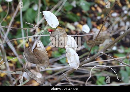 Lunaria annua annua annual Honesty – Round Buff translucent silicles, Oktober, England, Großbritannien Stockfoto