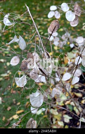 Lunaria annua annua annual Honesty – Round Buff translucent silicles, Oktober, England, Großbritannien Stockfoto