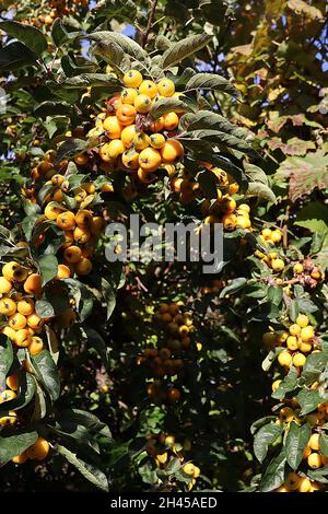 Malus x zumi ‘Golden Hornet’ Crabapple Golden Hornet – dichte Trauben von tiefgelben Früchten und dunkelgrünen glänzenden Blättern, Oktober, England, Großbritannien Stockfoto