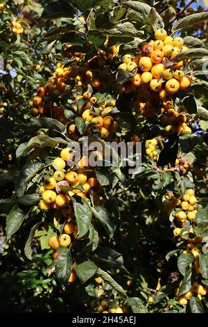 Malus x zumi ‘Golden Hornet’ Crabapple Golden Hornet – dichte Trauben von tiefgelben Früchten und dunkelgrünen glänzenden Blättern, Oktober, England, Großbritannien Stockfoto