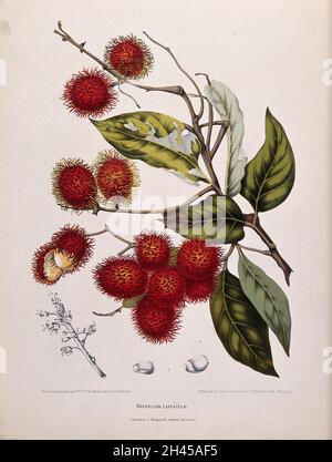 Rambutan (Nephelium lappaceum L.): Fruchtzweig und separate nummerierte Blütenstände und Samen. Chromolithograph von P. Depannemaeker, c. 1885, nach B. Hoola van Nooten. Stockfoto