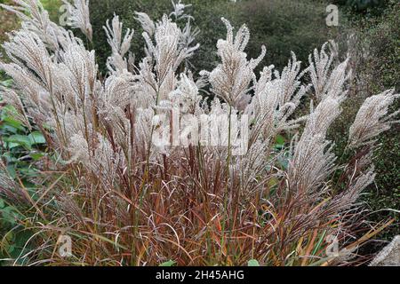 Miscanthus sinensis ‘Ferner Osten’ Chinesisches Silbergras Ferner Osten – schlanke Federn aus purpurroten und buffigen Blüten an hohen Stielen, Oktober, England, Großbritannien Stockfoto