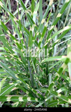 Miscanthus sinensis ‘Strictus’ Chinesisches Silbergras Strictus – gebogene hellgrüne Blätter mit cremegelben Bändern, Oktober, England, Großbritannien Stockfoto