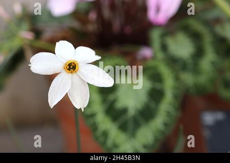Narcissus serotinus Division 13 Botanischer Name nur späte Narzisse / Narzisse Herbstblühender Zwerg-Narzisse - weiße Blütenblätter und winziger gelber Becher, Stockfoto