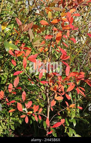 Nyssa sylvatica ‘Wisley Bonfire’ tupelo Wisley Bonfire - elliptische orange und ed Blätter, Oktober, England, Großbritannien Stockfoto