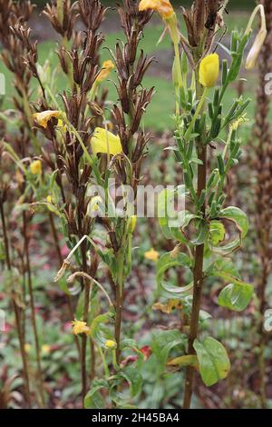 Oenothera biennis Nachtkerze – kleine schüsselförmige hellgelbe Blüten und geschwungenen mittelgrünen Blättern, Oktober, England, Großbritannien Stockfoto