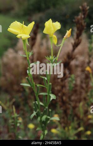 Oenothera biennis Nachtkerze – kleine schüsselförmige hellgelbe Blüten und geschwungenen mittelgrünen Blättern, Oktober, England, Großbritannien Stockfoto