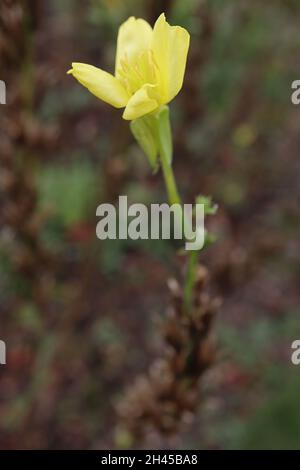 Oenothera biennis Nachtkerze – kleine schüsselförmige hellgelbe Blüten und geschwungenen mittelgrünen Blättern, Oktober, England, Großbritannien Stockfoto