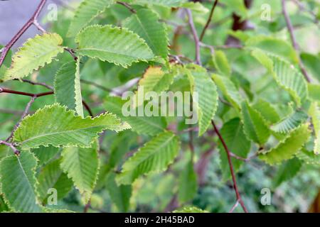 Ostrya carpinifolia HINTERLÄSST NUR europäische Hopfen-Hainbuche – elliptische hellgrüne Blätter mit doppelt gezackten Rändern, Oktober, England, Großbritannien Stockfoto