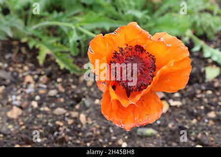 Papaver dubium Langkopfmohn – große orangefarbene Blüten mit schwarzen Markierungen, tief gelappten Blättern und langen Stielen, Oktober, England, Großbritannien Stockfoto