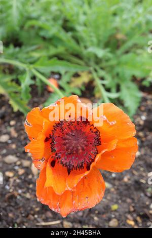 Papaver dubium Langkopfmohn – große orangefarbene Blüten mit schwarzen Markierungen, tief gelappten Blättern und langen Stielen, Oktober, England, Großbritannien Stockfoto