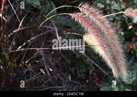 Pennisetum advena ‘rubrum’ Brunnengras rubrum – gebogene Rispen aus pinkfarbenen Buff-Blüten und schmalen dunkelvioletten Blättern, Oktober, England Stockfoto