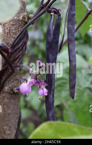 Phaseolus vulgaris ‘Brunhilde’ kletternde französische Bohne Brunhilde – violette erbsenförmige Blüten, zweizende dunkelviolette Stiele, herzförmige mittelgrüne Blätter, Stockfoto