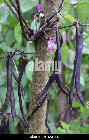 Phaseolus vulgaris ‘Brunhilde’ kletternde französische Bohne Brunhilde – violette erbsenförmige Blüten, zweizende dunkelviolette Stiele, herzförmige mittelgrüne Blätter, Stockfoto