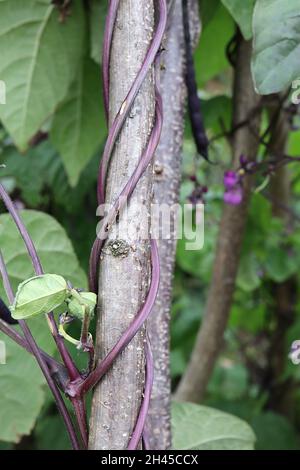 Phaseolus vulgaris ‘Brunhilde’ kletternde französische Bohne Brunhilde – violette erbsenförmige Blüten, zweizende dunkelviolette Stiele, herzförmige mittelgrüne Blätter, Stockfoto