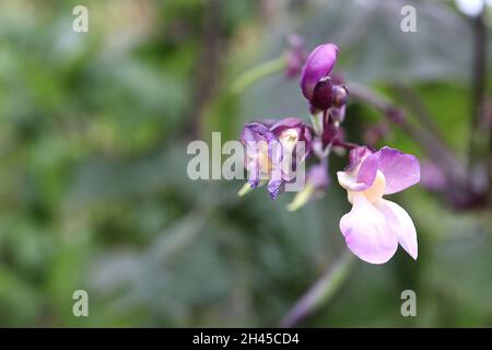 Phaseolus vulgaris ‘Brunhilde’ beim Besteigen der französischen Bohnen Brunhilde – violette erbsenförmige Blüten, Oktober, England, Großbritannien Stockfoto