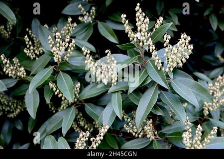 Pieris japonica ‘Debutante’ Japanischer Andromeda Debutante – blassgrüne Blütenknospen und dunkelgrüne Blätter, Oktober, England, Großbritannien Stockfoto