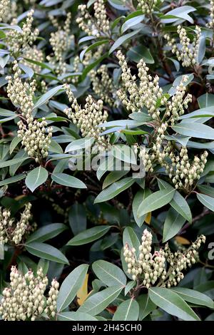 Pieris japonica ‘Debutante’ Japanischer Andromeda Debutante – blassgrüne Blütenknospen und dunkelgrüne Blätter, Oktober, England, Großbritannien Stockfoto