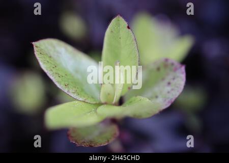 Pittosporum tenuifolium ‘Tom thumb’ Kohuhu Tom thumb – Nahaufnahme von glänzend geschwungenen kleinen hellgrünen Blättern mit roten Rändern Stockfoto