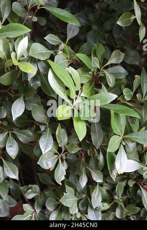 Pittosporum tobira japanischer Käseholz – eiskierte dunkelgrüne glänzende Blüten, Oktober, England, Großbritannien Stockfoto