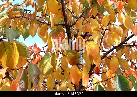 Prunus x yedoensis Yoshino Kirschbaum - Herbstblätter in den Farben gelb, orange, rot und grün geädert, Oktober, England, Großbritannien Stockfoto