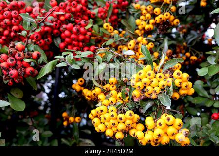 Pyracantha 'Orange Glow' firethorn Orange Glow – Orangenbeeren, Pyracantha coccinea Scarlet Firethorn – rote Beeren, Oktober, England, Großbritannien Stockfoto