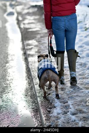 Junge Frau, die auf einem schneebedeckten Landweg mit Bulldogge unterwegs ist Stockfoto