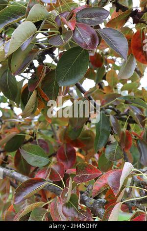 Pyrus communis ‘Williams’ Bon Chretien’ Birne Williams’ Bon Chretien – glänzend eiförmige, dunkelrote und dunkelgrüne Blätter, Oktober, England, Großbritannien Stockfoto