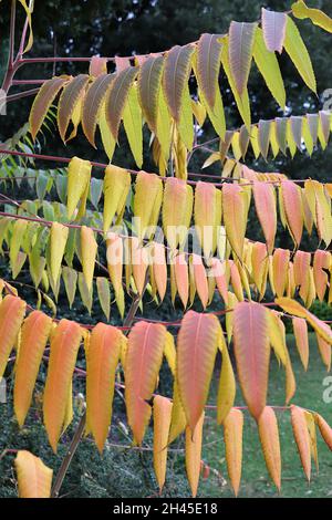 Rhus typhina Hirschhorn sumach – große mittelgrüne, gelbe, orange und rote, zinnig zusammengesetzte Blätter, Oktober, England, Großbritannien Stockfoto