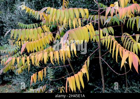 Rhus typhina Hirschhorn sumach – große mittelgrüne, gelbe, orange und rote, zinnig zusammengesetzte Blätter, Oktober, England, Großbritannien Stockfoto