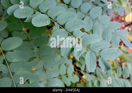 Robinia pseudoacacia schwarze Heuschrecke – mittelgrüne obovate Blätter, Oktober, England, Großbritannien Stockfoto