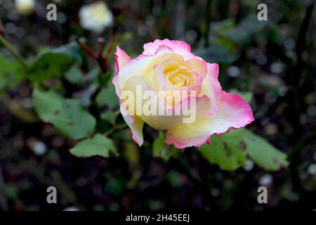 Rosa ‘Double Delight’ (Hybrid Tea Rose) Rose Double Delight – Runde drei stark duftender Doppelcreme und tiefrosa Ränder, Oktober, England, Großbritannien Stockfoto
