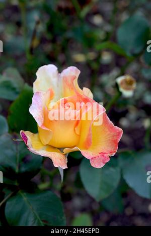 Rosa ‘Gorgeous’ (Hybrid Tea Rose) Rose Gorgeous – gelbe und Aprikosenblüten mit rosa Rändern, Oktober, England, Großbritannien Stockfoto