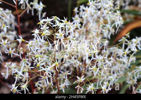 Saxifraga fortunei var incisolobata Masse von luftigen Sprays von winzigen weißen Blüten mit einem langen Blütenblatt, Oktober, England, Großbritannien Stockfoto