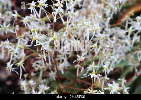 Saxifraga fortunei var incisolobata Masse von luftigen Sprays von winzigen weißen Blüten mit einem langen Blütenblatt, Oktober, England, Großbritannien Stockfoto
