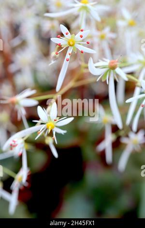 Saxifraga fortunei var incisolobata Masse von luftigen Sprays von winzigen weißen Blüten mit einem langen Blütenblatt, Oktober, England, Großbritannien Stockfoto